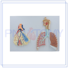 PNT-0435 life size human respiratory system model